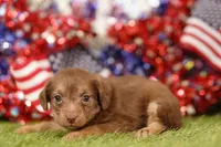 HOT, a female Chipoo for sale in Lake Mills, IA – 1 of 3