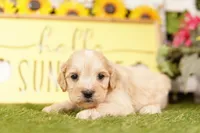 NEPHEW, a male French Bulldog and Cocker Spaniel for sale in Lake Mills, IA – 2 of 3
