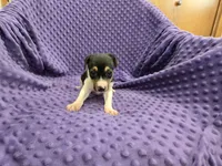 URSALA, a female Rat Terrier for sale in Lake Mills, IA – 3 of 4