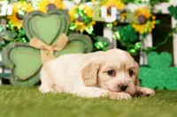 BOTTLE, a male Cockapoo for sale in Lake Mills, IA – Photo 2 of 3