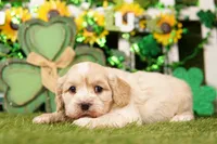 BOTTLE, a male Cockapoo for sale in Lake Mills, IA – Photo 1 of 3