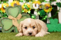 BOTTLE, a male Cockapoo for sale in Lake Mills, IA – Photo 3 of 3