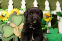 MONTH, a male Aussiedoodle for sale in Lake Mills, IA – Photo 1 of 3