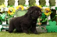 MONTH, a male Aussiedoodle for sale in Lake Mills, IA – Photo 3 of 3