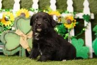 MONTH, a male Aussiedoodle for sale in Lake Mills, IA – Photo 2 of 3