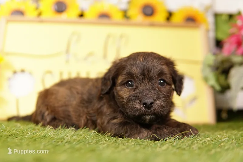 ERUPT – Scottish Terrier, Havapoo puppy for sale in Lake Mills, IA