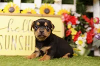 STRIPE, a male Chihuahua and Yorkshire Terrier for sale in Lake Mills, IA – 2 of 3