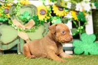LAMBORGINI, a female Miniature Pinscher for sale in Lake Mills, IA – Photo 5 of 5