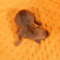 LAMBORGINI, a female Miniature Pinscher for sale in Lake Mills, IA – Photo 3 of 5