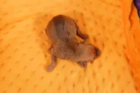 LAMBORGINI, a female Miniature Pinscher for sale in Lake Mills, IA – Photo 2 of 2