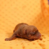 LAMBORGINI, a female Miniature Pinscher for sale in Lake Mills, IA – Photo 2 of 5