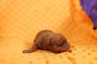 LAMBORGINI, a female Miniature Pinscher for sale in Lake Mills, IA – Photo 1 of 2