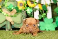 LAMBORGINI, a female Miniature Pinscher for sale in Lake Mills, IA – Photo 4 of 5