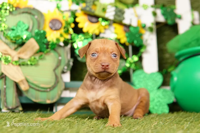 LAMBORGINI – Miniature Pinscher puppy for sale in Lake Mills, IA