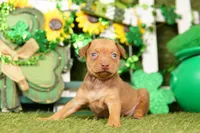 LAMBORGINI, a female Miniature Pinscher for sale in Lake Mills, IA – Photo 1 of 5
