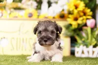 ATROPOS, a female Schnoodle for sale in Lake Mills, IA – 1 of 3