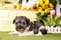 ATROPOS, a female Schnoodle for sale in Lake Mills, IA – 2 of 3