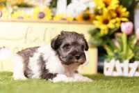 ATROPOS, a female Schnoodle for sale in Lake Mills, IA – 3 of 3