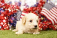 PEACH, a female Aussiedoodle for sale in Lake Mills, IA – 3 of 3