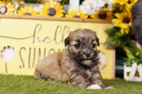 EAGLE, a male Havanese for sale in Lake Mills, IA – 2 of 3