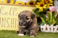 EAGLE, a male Havanese for sale in Lake Mills, IA – 1 of 3