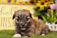 EAGLE, a male Havanese for sale in Lake Mills, IA – 3 of 3