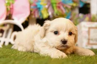 GRAND CANYON, a male Shichon for sale in Lake Mills, IA – Photo 2 of 3