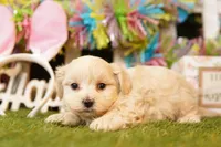 GRAND CANYON, a male Shichon for sale in Lake Mills, IA – Photo 3 of 3
