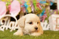 GRAND CANYON, a male Shichon for sale in Lake Mills, IA – Photo 1 of 3