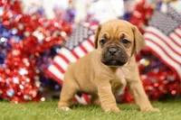 ALTER, a female Puggle for sale in Lake Mills, IA – 3 of 3