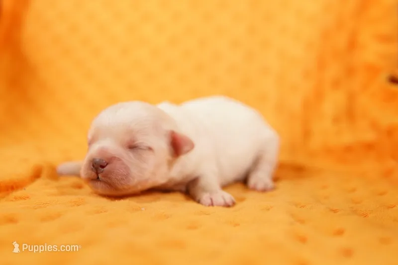 TISKET – Peekapoo puppy for sale in Lake Mills, IA