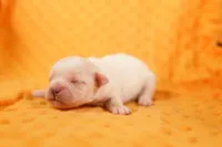 TISKET, a male Peekapoo for sale in Lake Mills, IA – 1 of 2