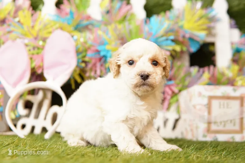 DISCOVERY – Bichpoo puppy for sale in Lake Mills, IA