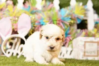 DISCOVERY, a female Bichpoo for sale in Lake Mills, IA – Photo 2 of 3