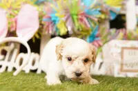 DISCOVERY, a female Bichpoo for sale in Lake Mills, IA – Photo 3 of 3
