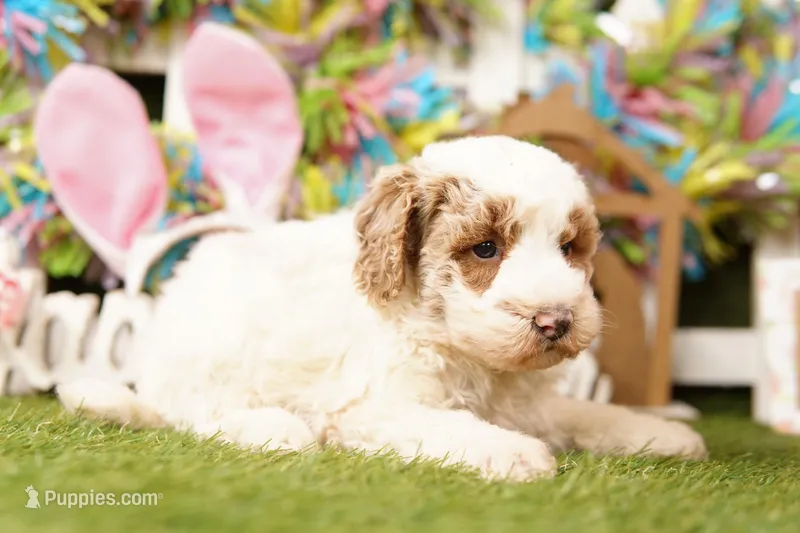 EQUILATERAL – Bichpoo puppy for sale in Lake Mills, IA