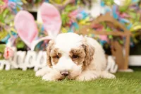 EQUILATERAL, a male Bichpoo for sale in Lake Mills, IA – Photo 2 of 3
