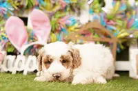EQUILATERAL, a male Bichpoo for sale in Lake Mills, IA – Photo 3 of 3
