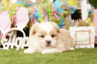 OUT-TI, a male Pomeranian and Shih Tzu for sale in Lake Mills, IA – Photo 3 of 3
