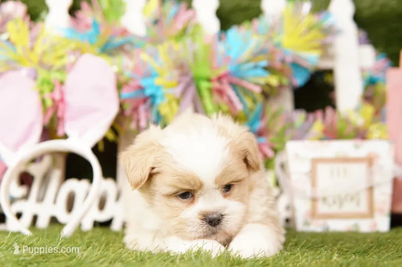 OUT-TI – Pomeranian, Shih Tzu puppy for sale in Lake Mills, IA