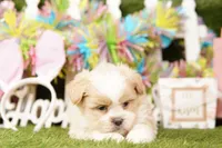 OUT-TI, a male Pomeranian and Shih Tzu for sale in Lake Mills, IA – Photo 1 of 3