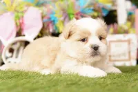 OUT-TI, a male Pomeranian and Shih Tzu for sale in Lake Mills, IA – Photo 2 of 3