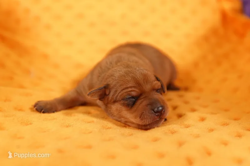 BESSA – Miniature Pinscher puppy for sale in Lake Mills, IA