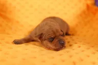 BESSA, a female Miniature Pinscher for sale in Lake Mills, IA – 1 of 2