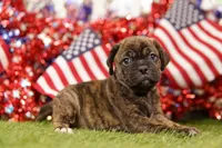 REFORM, a female Puggle for sale in Lake Mills, IA – 2 of 3