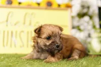 TARIFF, a female Morkie for sale in Lake Mills, IA – 2 of 3