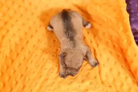 AWL, a male Miniature Schnauzer for sale in Lake Mills, IA – 2 of 2