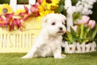 ICE, a female Maltese for sale in Lake Mills, IA – 2 of 3