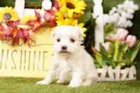 ICE, a female Maltese for sale in Lake Mills, IA – 3 of 3
