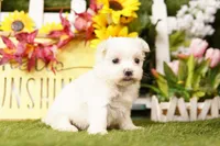 ICE, a female Maltese for sale in Lake Mills, IA – 1 of 3